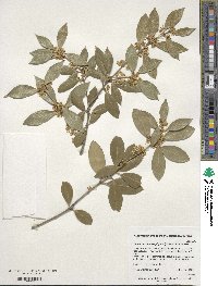 Osmanthus heterophyllus image