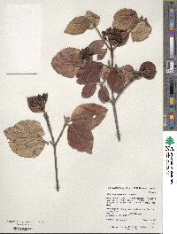 Viburnum carlesii var. bitchiuense image