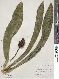 Rohdea japonica image