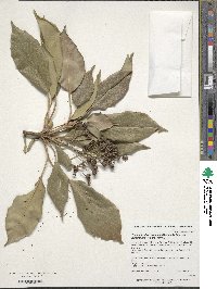 Trochodendron aralioides image