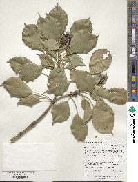 Trochodendron aralioides image