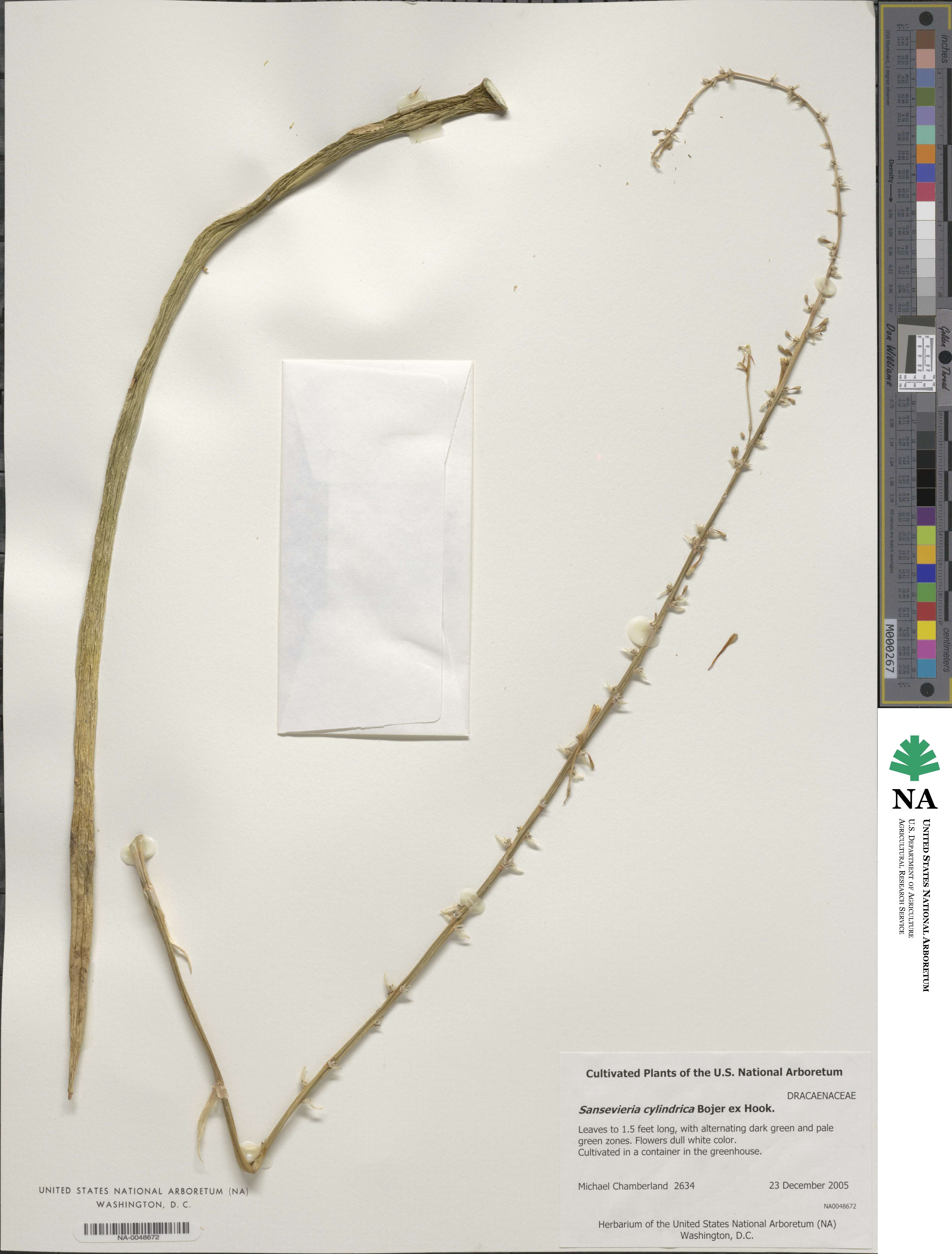 Dracaena angolensis image