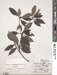 Image of Pagamea guianensis