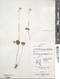 Parnassia palustris image