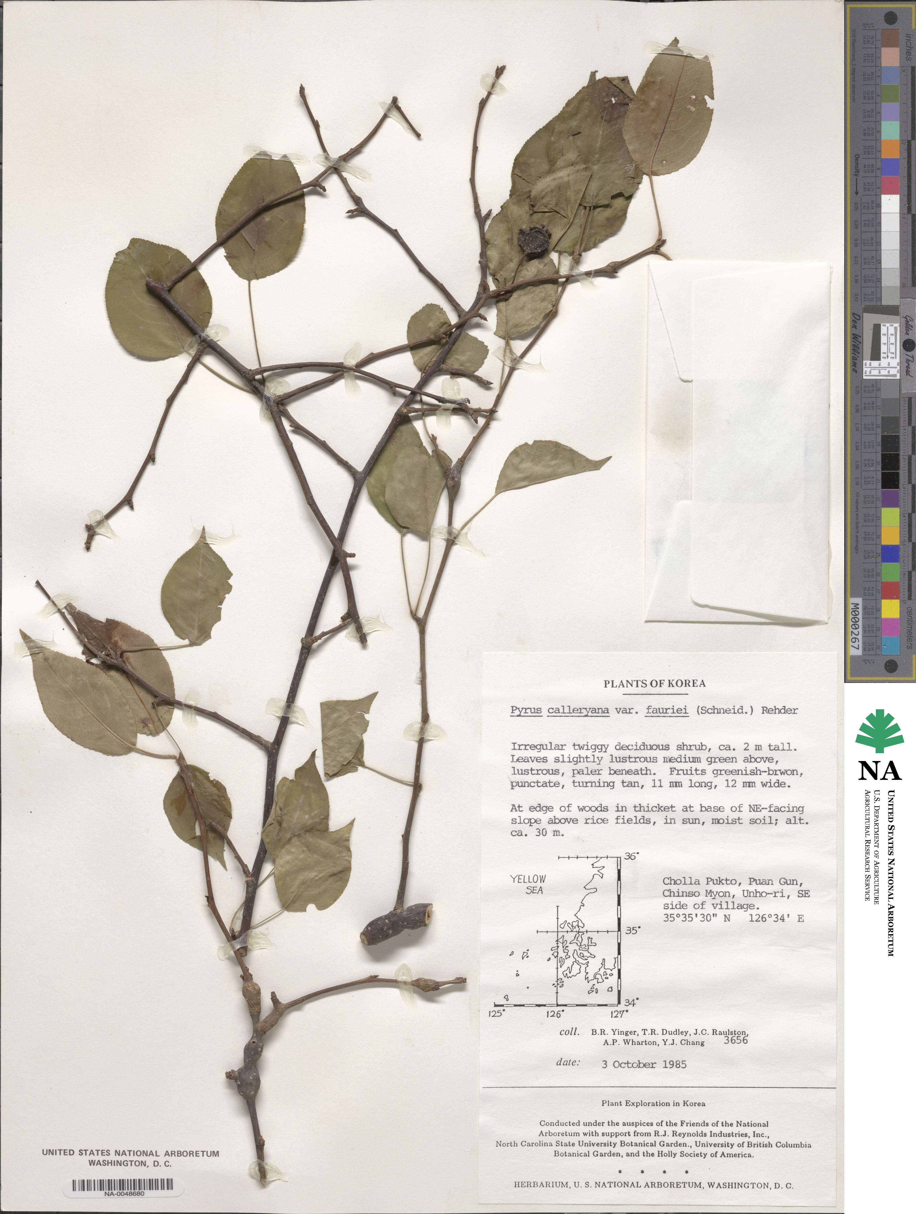 Pyrus calleryana var. fauriei image