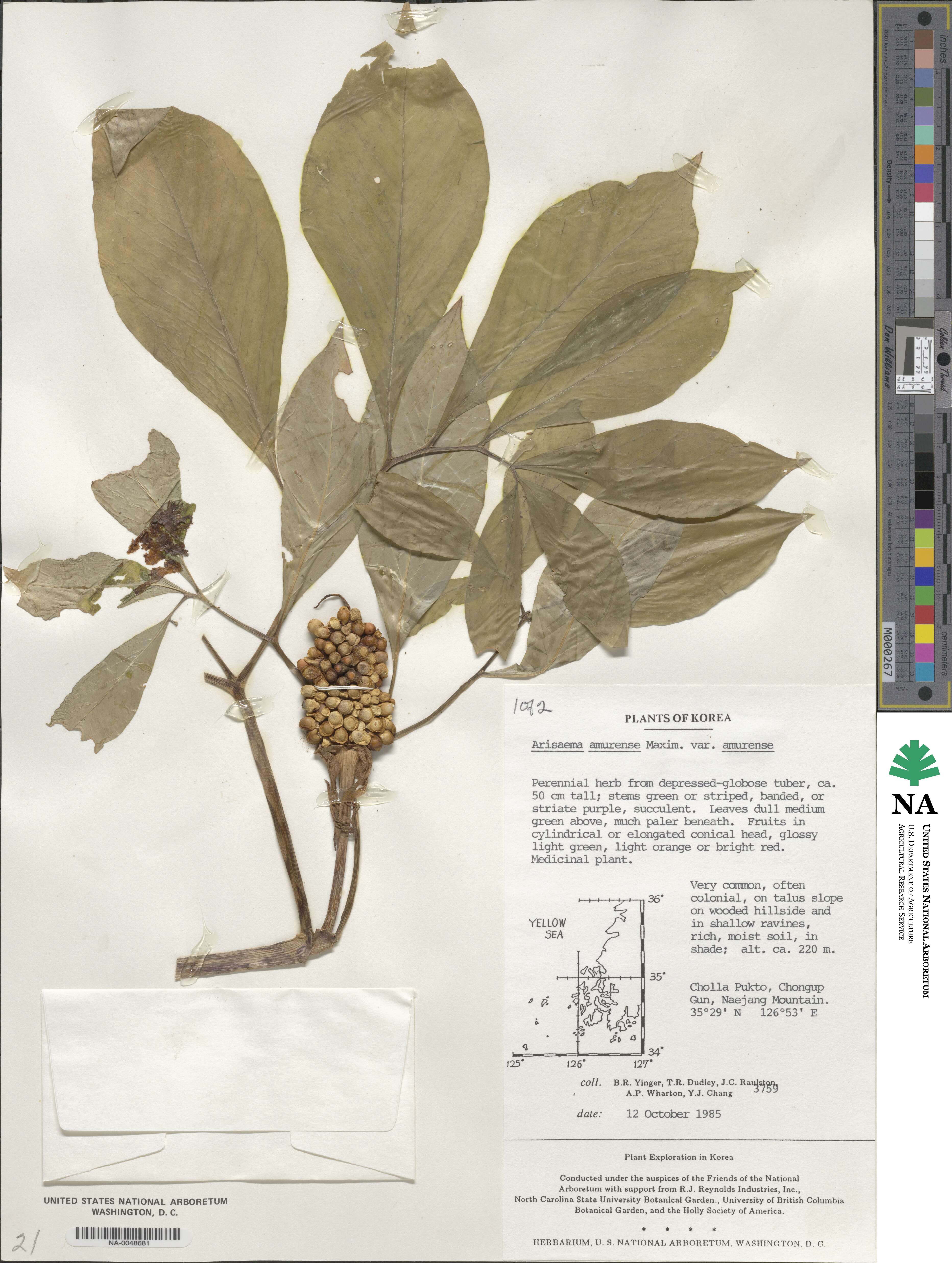 Arisaema amurense image