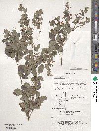 Lespedeza bicolor image