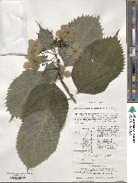 Hydrangea serrata image