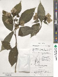 Hydrangea serrata image