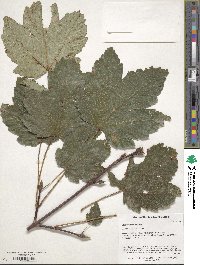 Acer velutinum image