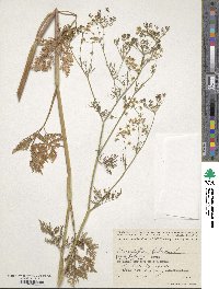 Chaerophyllum bulbosum image