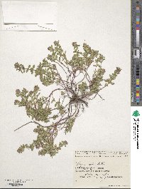 Thymus pulegioides subsp. pulegioides image