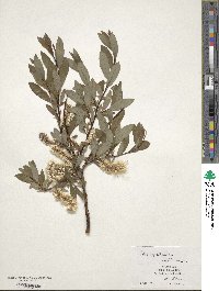 Salix saposhnikovii image