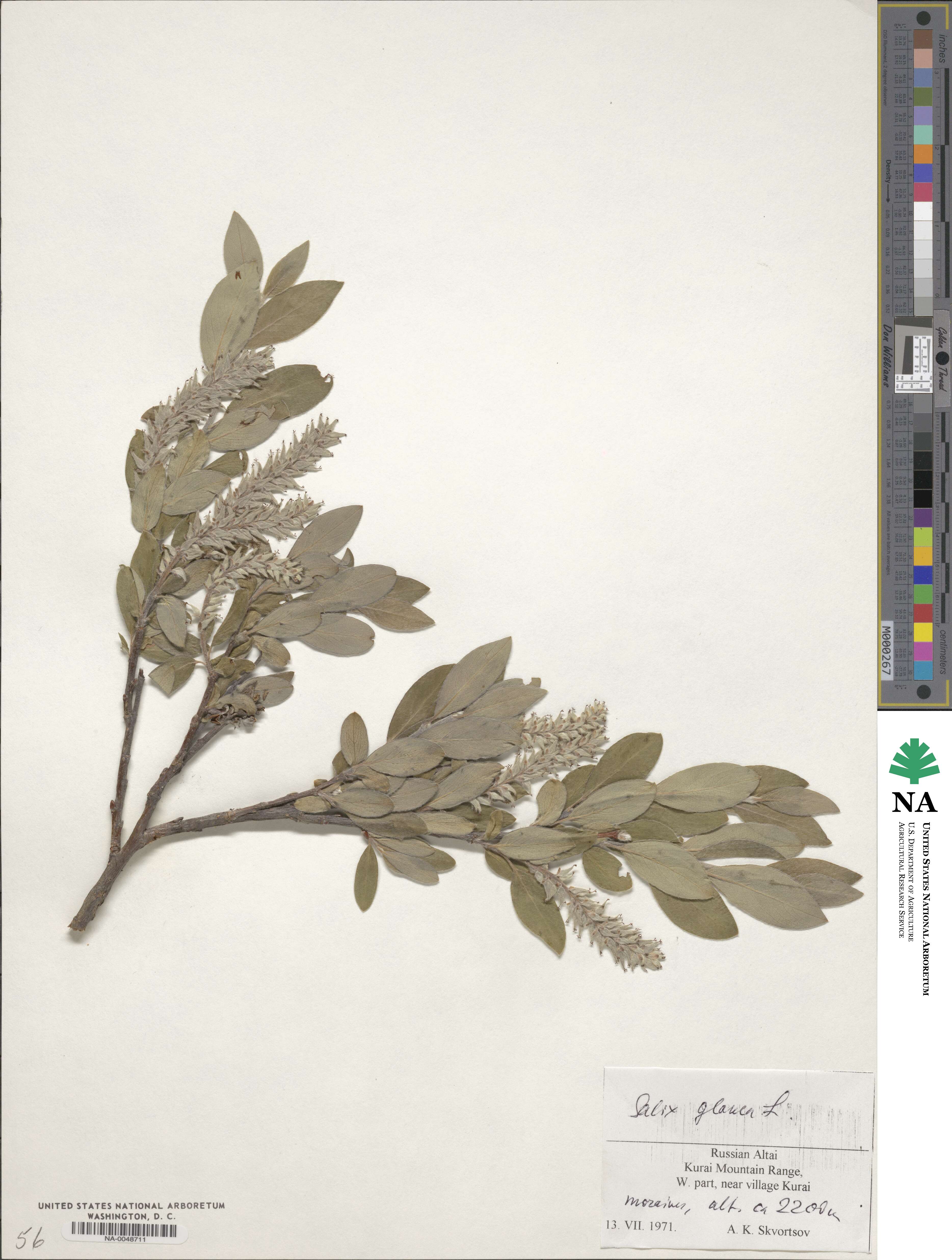 Salix glauca image