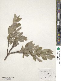 Salix glauca image