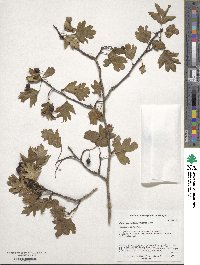 Crataegus pentagyna image