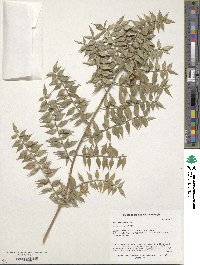 Ruscus aculeatus image