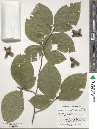 Fagus orientalis image