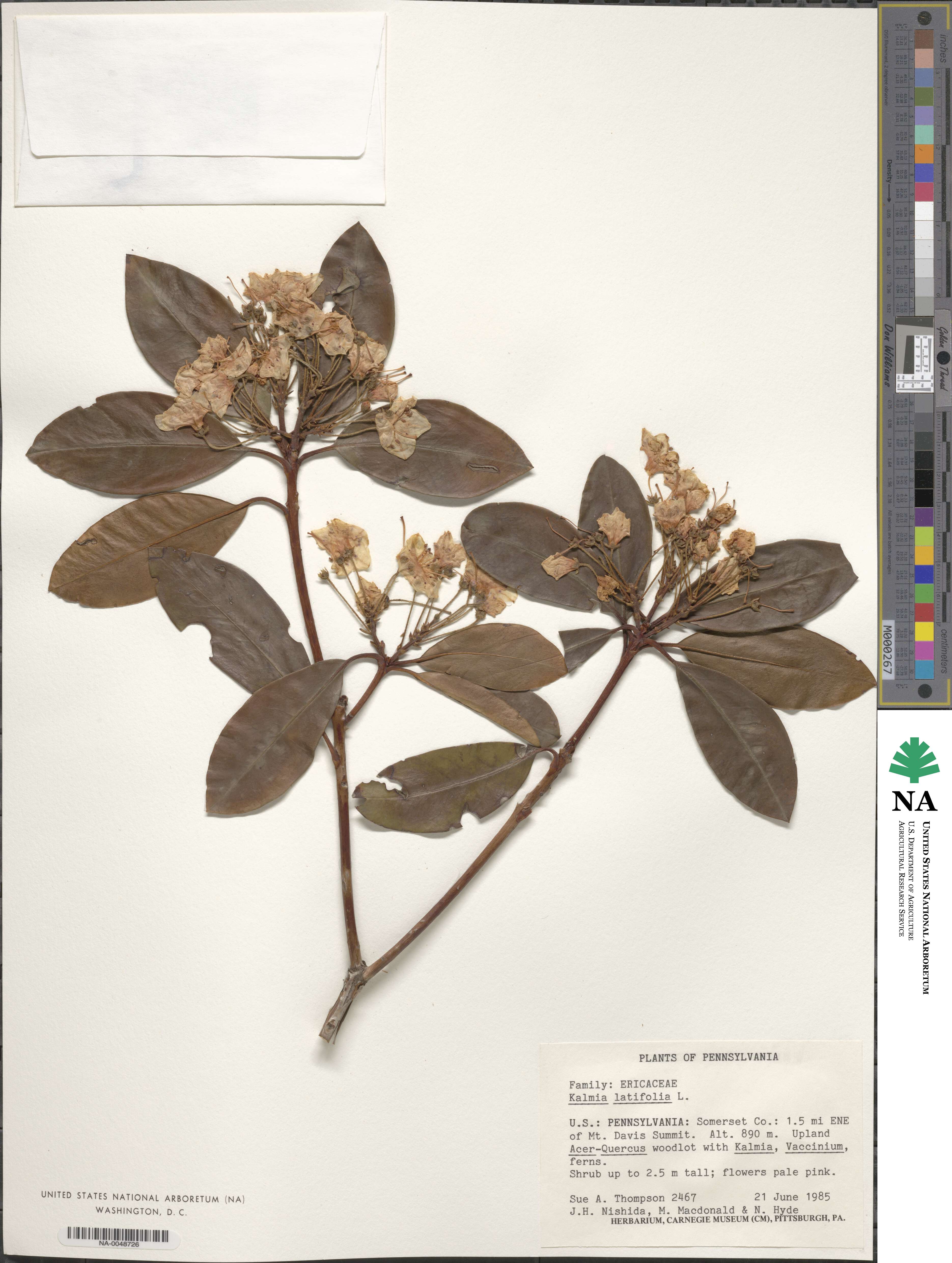 Kalmia image