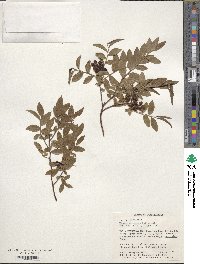 Vaccinium angustifolium image