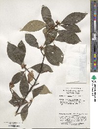 Litsea sericea image