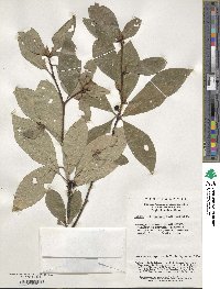 Litsea sericea image