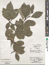 Litsea sericea image