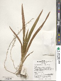 Image of Iris dichotoma