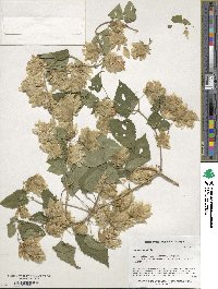 Humulus lupulus image