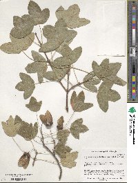 Acer monspessulanum image