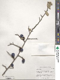 Prunus spinosa image