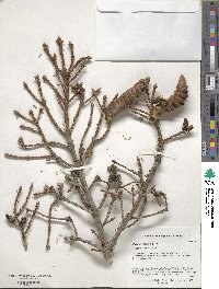 Picea orientalis image