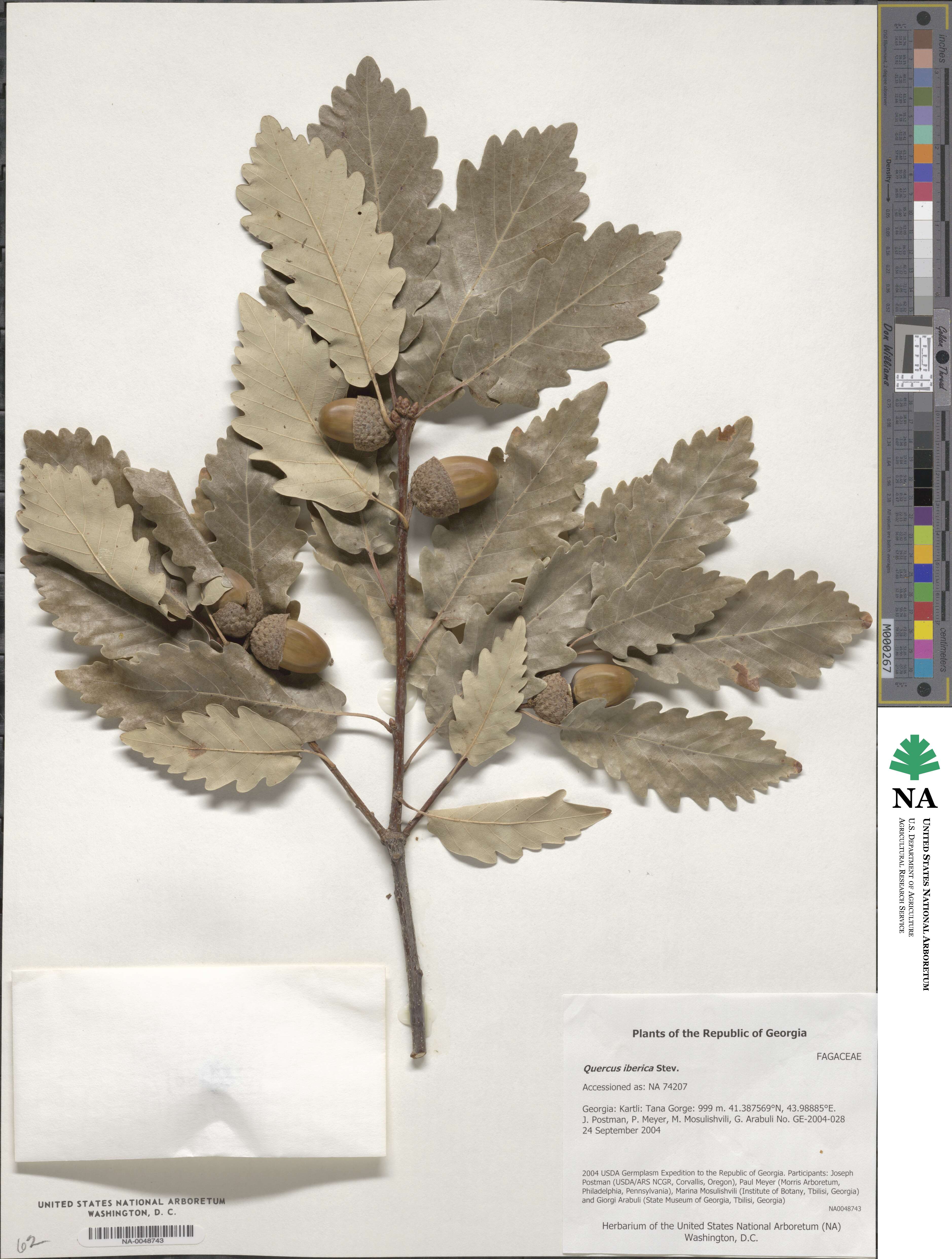 Quercus petraea subsp. polycarpa image