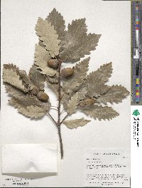 Quercus petraea subsp. polycarpa image