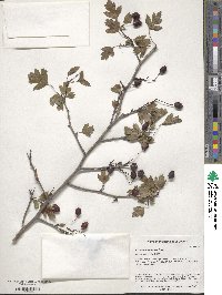 Crataegus monogyna image