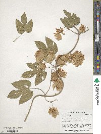 Humulus lupulus image