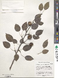 Pyrus communis subsp. caucasica image