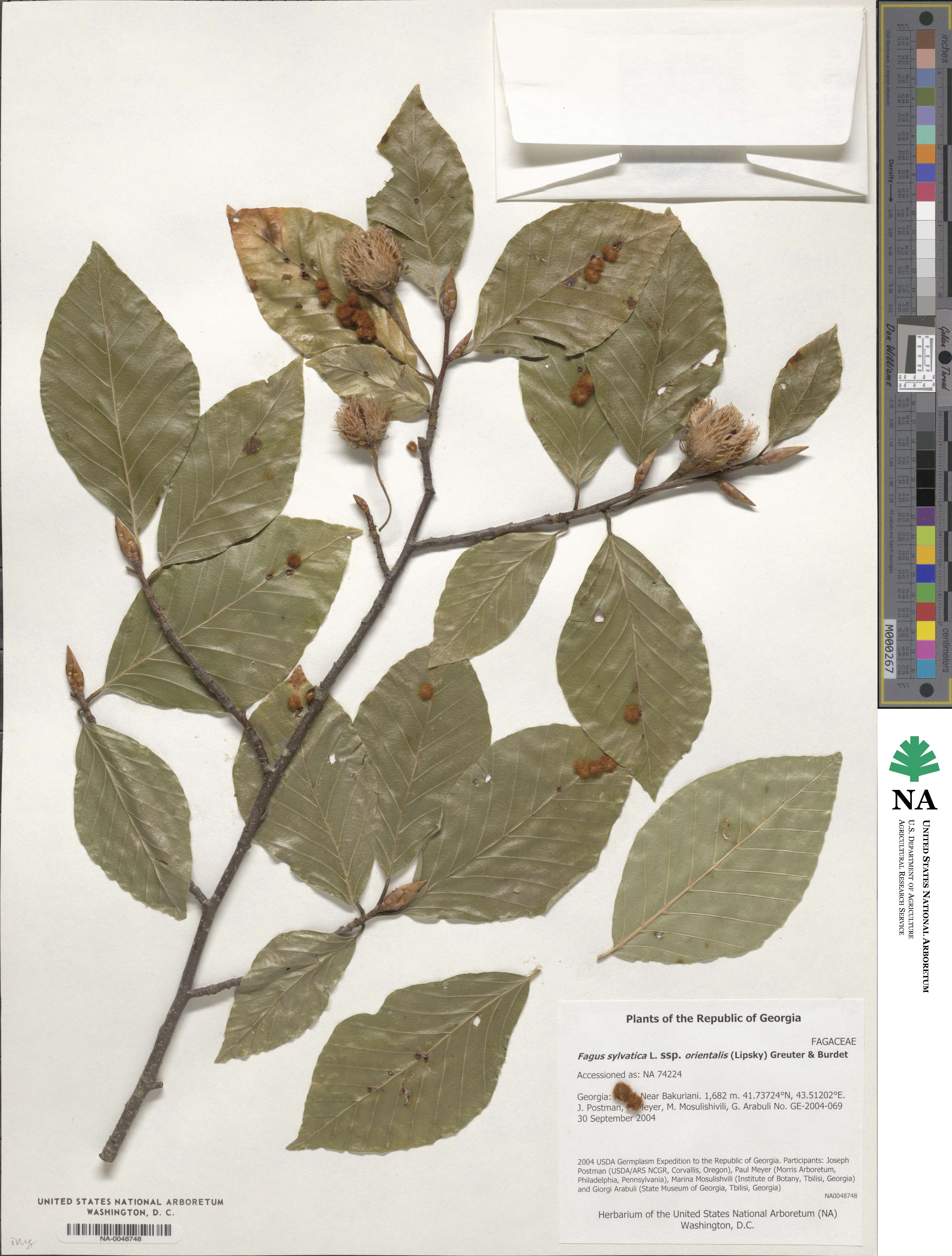 Fagus orientalis image