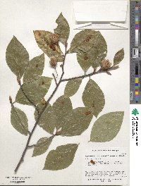 Fagus orientalis image