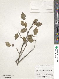 Prunus cerasifera image