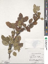 Malus sylvestris subsp. orientalis image