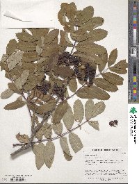 Sorbus aucuparia image