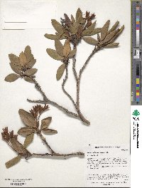 Rhododendron caucasicum image