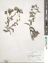 Cirsium arvense image