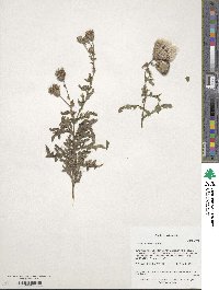 Cirsium arvense image