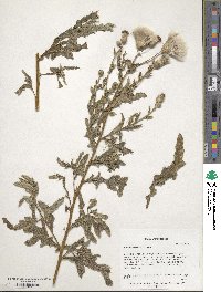 Cirsium arvense image