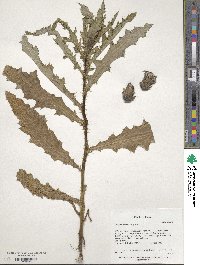 Cirsium arvense image