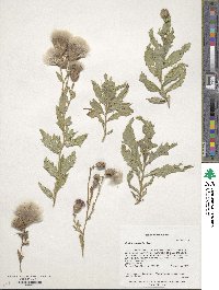 Cirsium arvense image