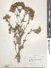 Cirsium arvense image