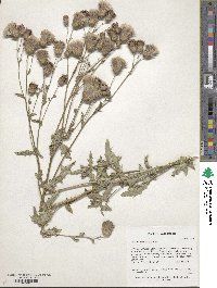 Cirsium arvense image